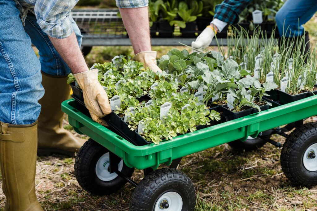 pexels-photo-7728943-7728943 Gardener moving seedlings in a wheelbarrow in preparation for planting.