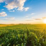 an image shows warmer climate like Texas to represent growing season in Texas
