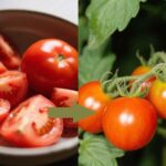 tomato plant and tomato seeds