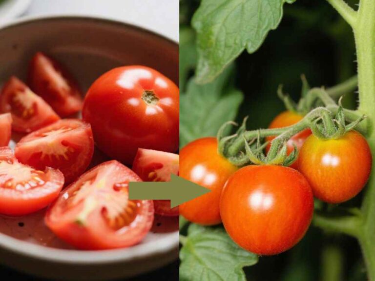 tomato plant and tomato seeds