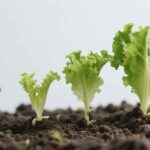 Lettuce growth stages