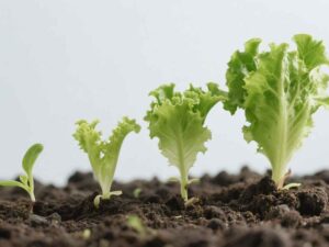 Lettuce growth stages