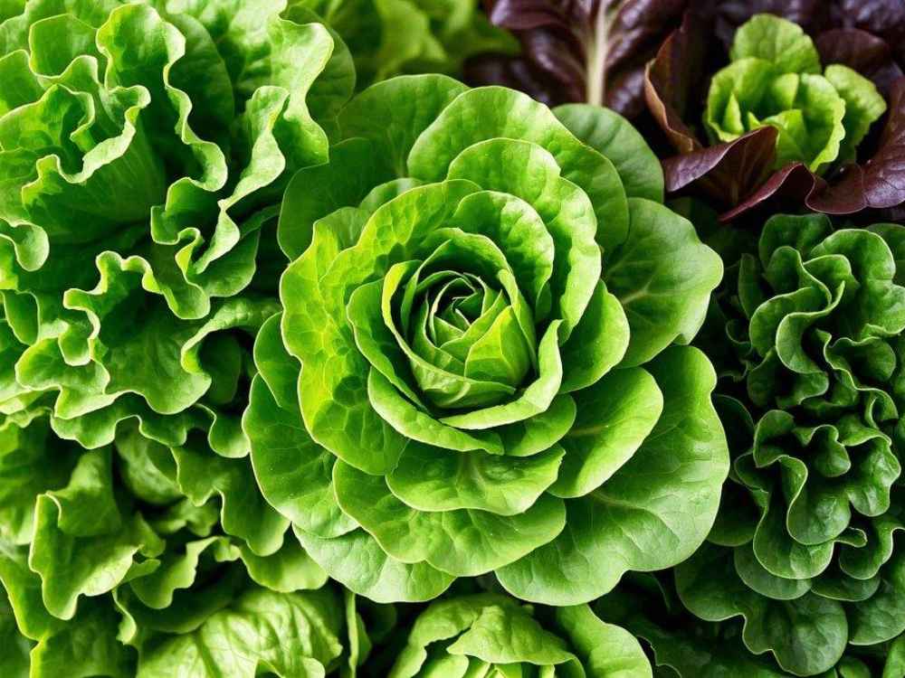 Lettuce varieties Different lettuce varieties