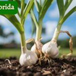 garlic plant in florida