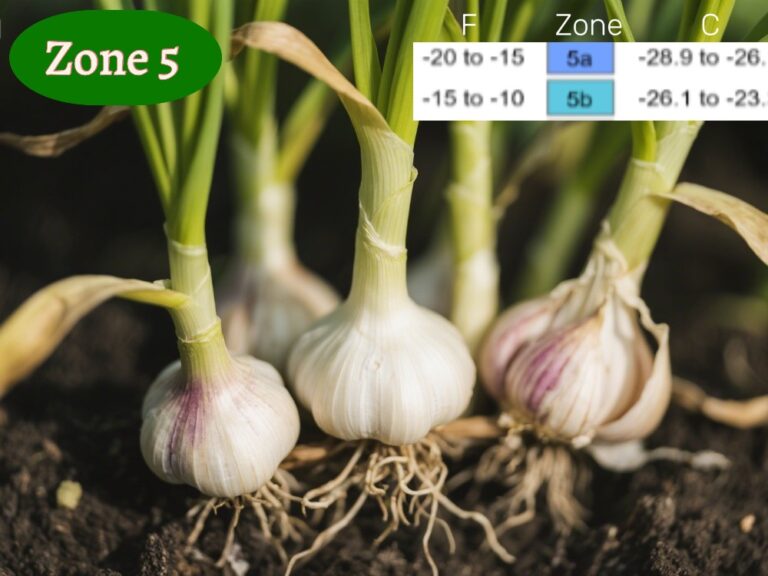 planting garlic time for tomatoes in zone 5