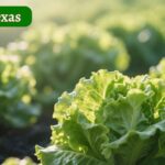 lettuce plant: growing it in texas