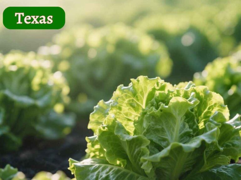 lettuce plant: growing it in texas