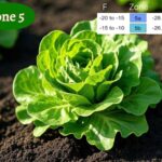 planting lettuce in zone 5