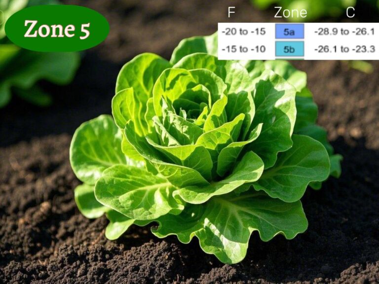 planting lettuce in zone 5