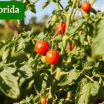 planting tomatoes in florida