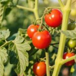 tomato plant in warm climate like Texas