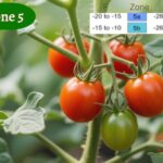 planting tine for tomatoes in zone 5