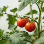 tomato plant in cooler climate
