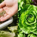 sowing lettuce seeds