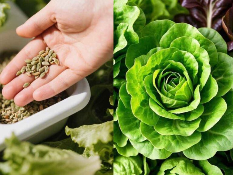 sowing lettuce seeds