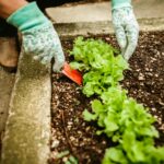 when to sow lettuce seeds