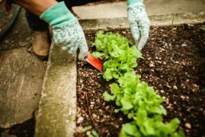 when to sow lettuce seeds