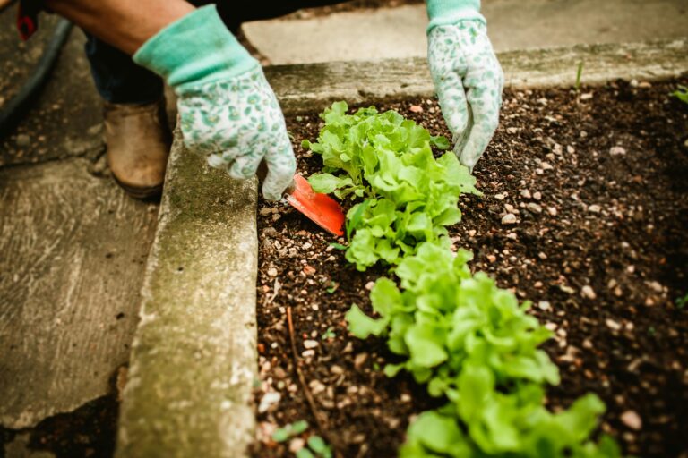 when to sow lettuce seeds