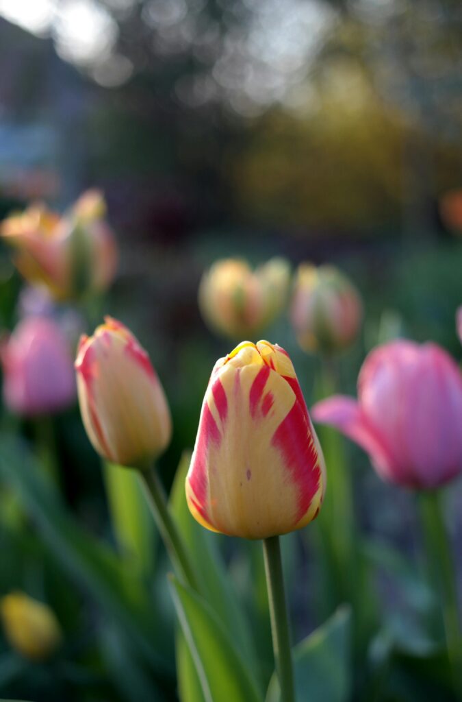 pexels-photo-32339363-32339363 Close-up of colorful tulips blooming in a lush garden during springtime.