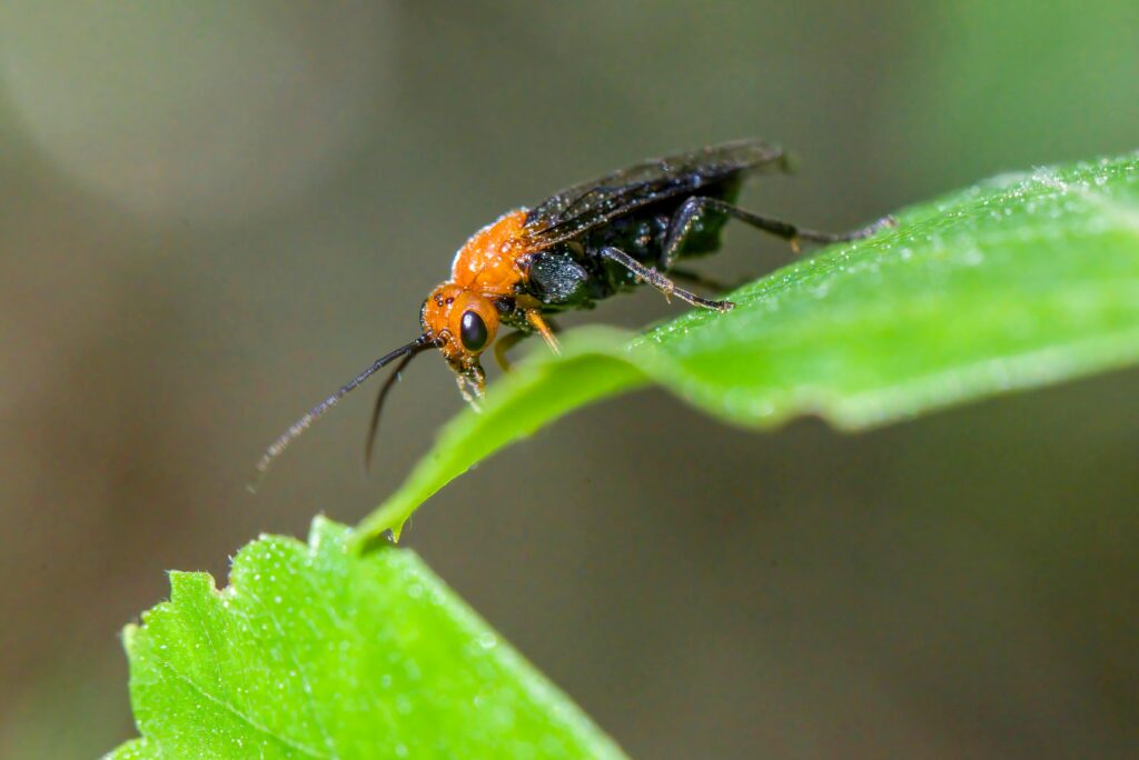 pexels-photo-32356145-32356145 Free stock photo of atomacera decepta, behavior, camouflage