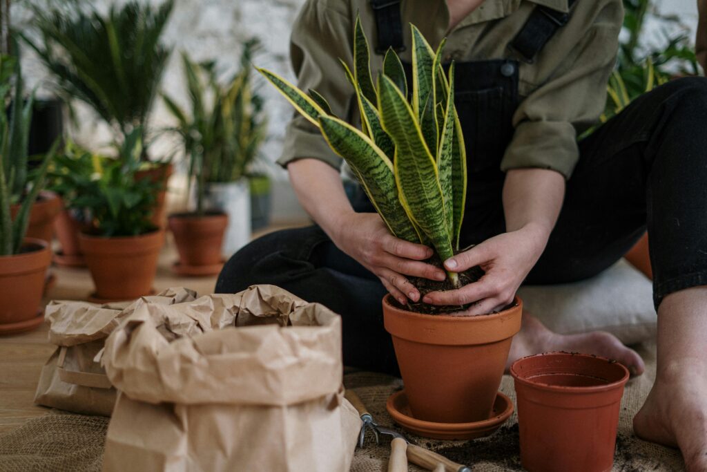 pexels-photo-4505161-4505161 Close-up of a person potting a snake plant indoors, focusing on home gardening.
