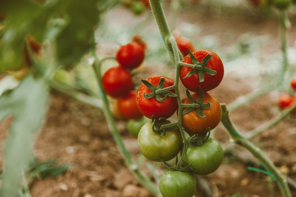 pexels-photo-6342170-6342170 Close-up of ripe and unripe tomatoes growing on a vine in a garden.