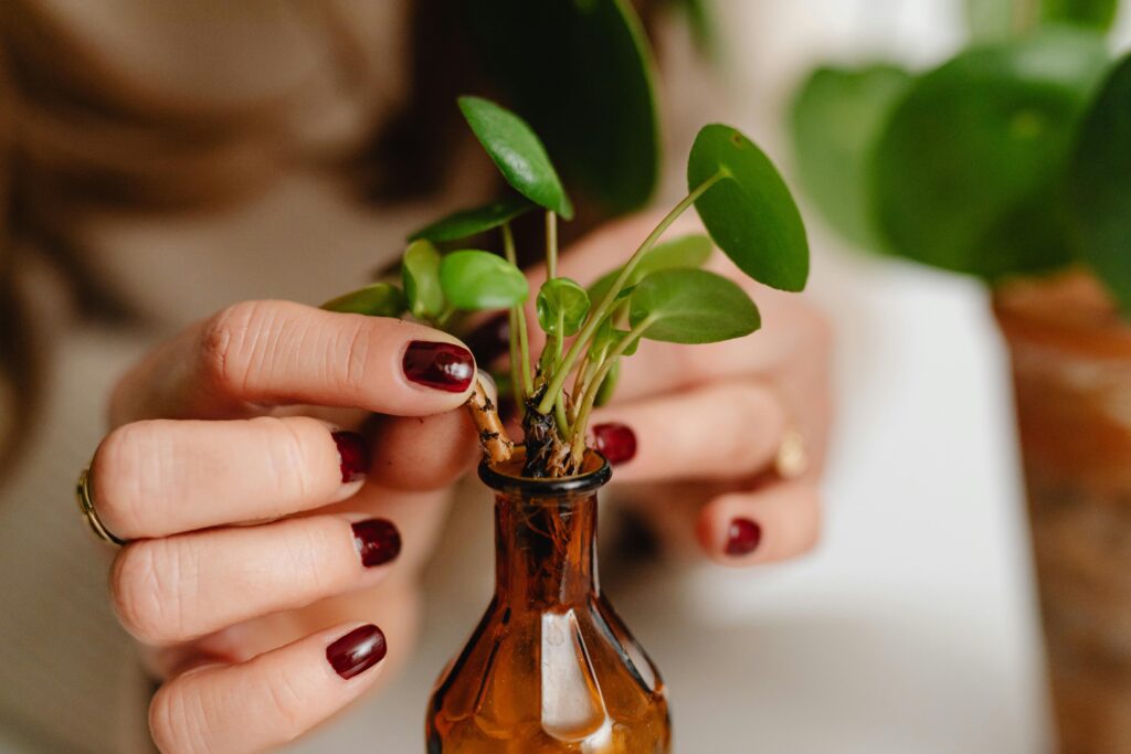 pexels-photo-6640459-6640459 Close-up of a woman's hands holding a Pilea plant in a small brown vase, indoors.