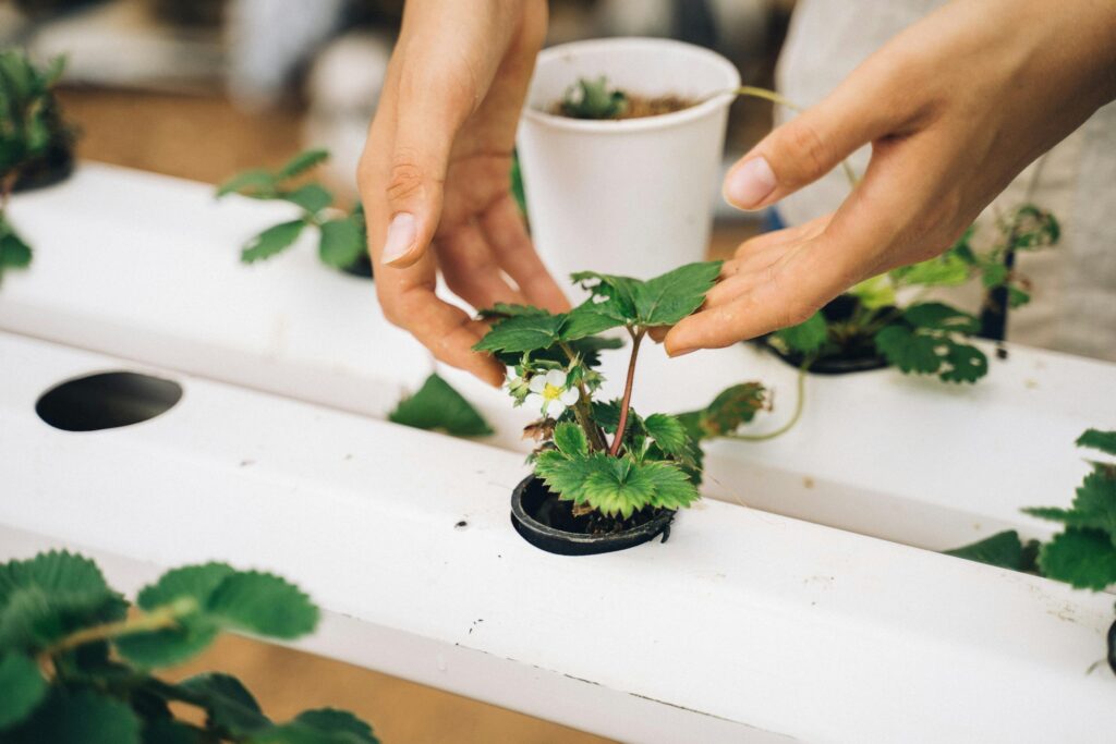pexels-photo-7299974-7299974 Close-up of hands nurturing a young strawberry plant in a hydroponic setup.