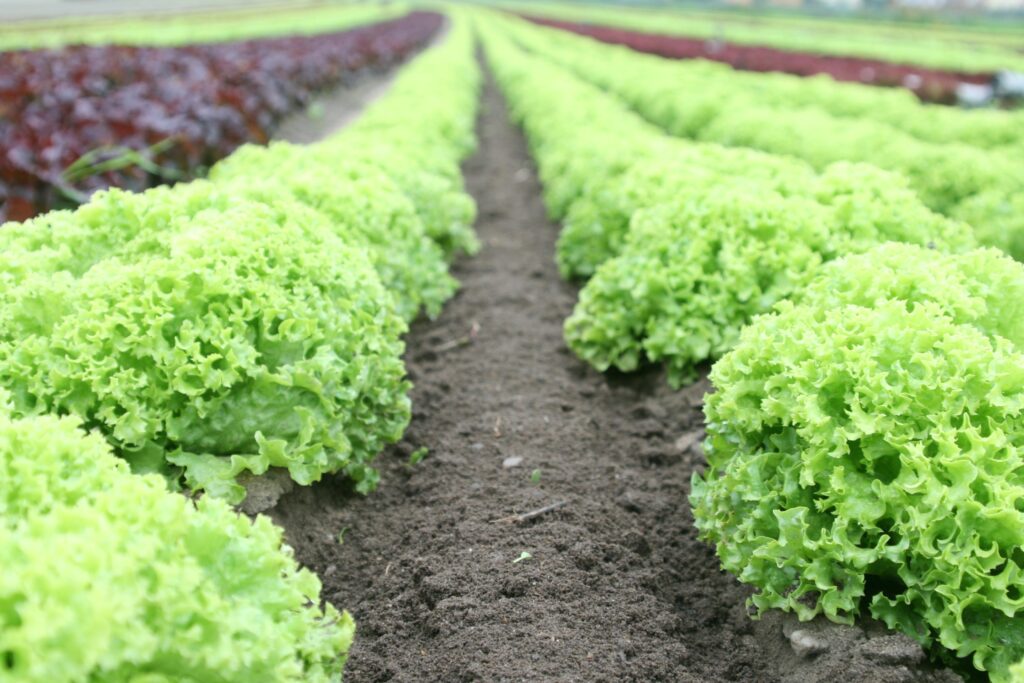 pexels-photo-89267-89267 Close-up of vibrant green lettuce rows in a well-tended agricultural field.