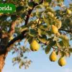 pear tree in Florida