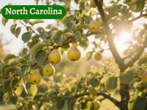 pear trees in north carolina