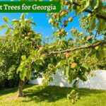 Fruit Trees for Georgia