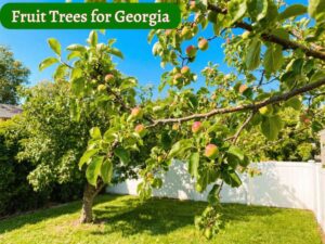 Fruit Trees for Georgia