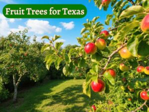 Fruit Trees for Texas