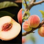 growing peache tree from its seeds