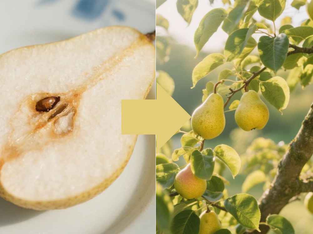 how to plant pear tree from seeds