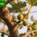 fig tree in florida