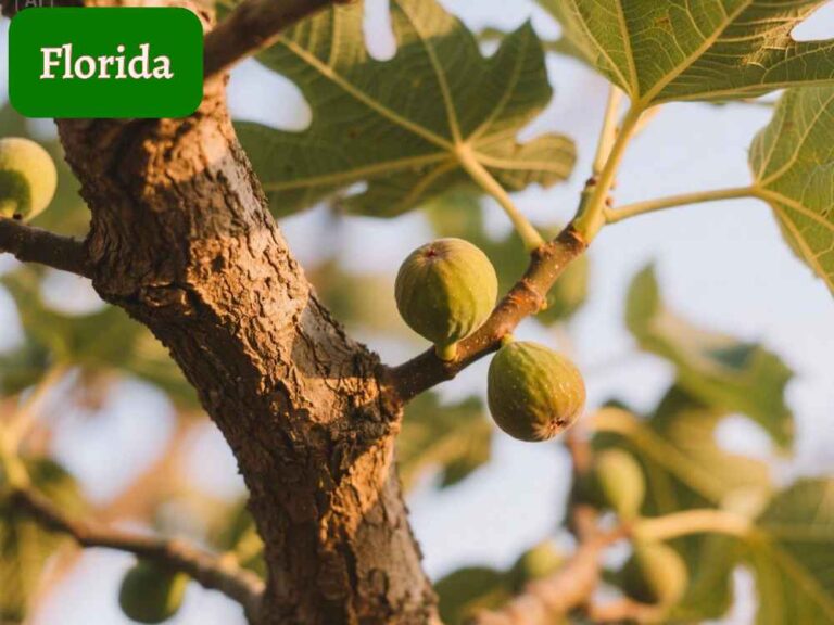 fig tree in florida