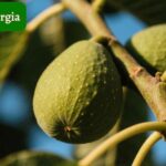 Fig tree planting time in georgia