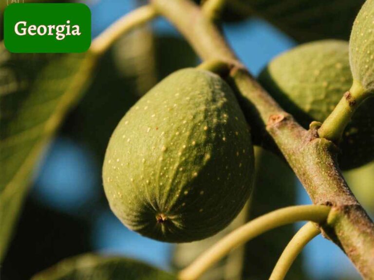 Fig tree planting time in georgia