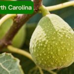 fig tree cutting time in north carolina