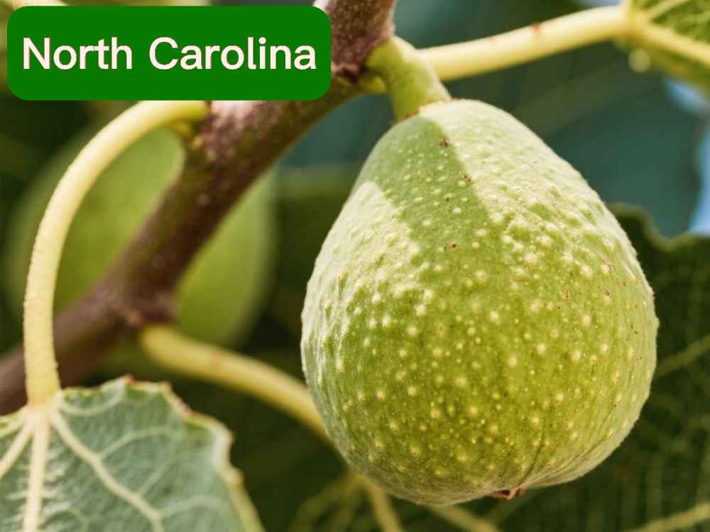 fig tree cutting time in north carolina