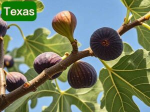 fig tree in texas