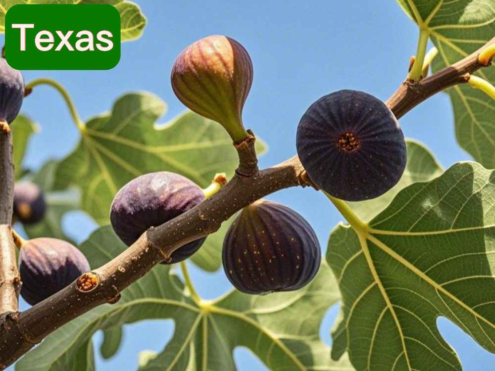 fig tree in texas