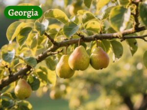 pear trees in georgia