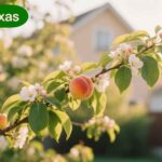 peach tree in texas