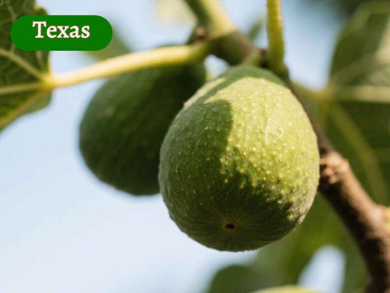 fig tree in texas