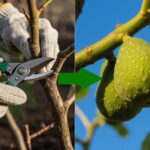 when to take fig cuttings