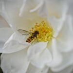 hoverfly, flower wallpaper, rose, rose flower, flower, flower background, white rose, insect, wings, beautiful flowers, nature