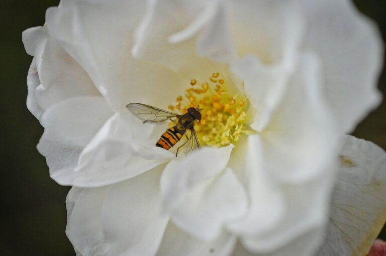 hoverfly, flower wallpaper, rose, rose flower, flower, flower background, white rose, insect, wings, beautiful flowers, nature